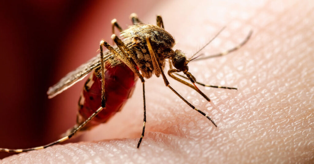 dengue-mosquito_1682367_1072603_3042986