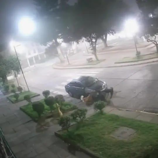 Imagen de WhatsApp 2025-03-30 a las 11.12.16_64ab9fe4