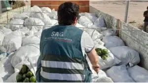 SAG_Arica_Intercepta_Camión_con_16_Toneladas_de_Paltas_de_Contrabando