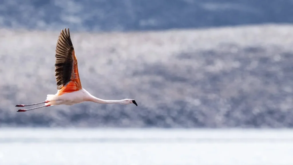 Flamenco Chileno Del Salar De Surire