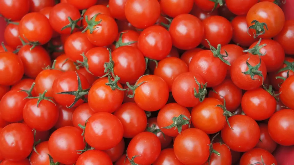 Exportaciones De Tomate Desde Arica