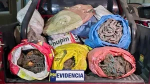 Caen Dos Sujetos En Lluta