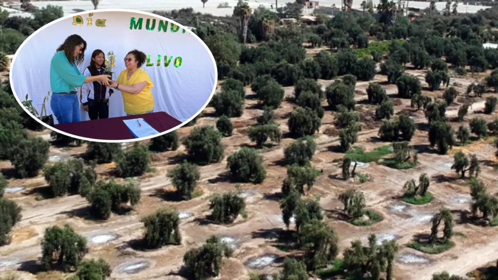 El Olivo