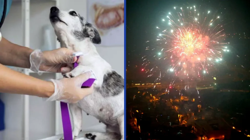 Claves Para Proteger A Mascotas