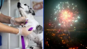 Claves Para Proteger A Mascotas