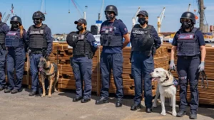 Madera Impregnada Con Cocaína