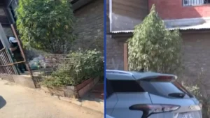 Retiran Árbol Navideño De Marihuana