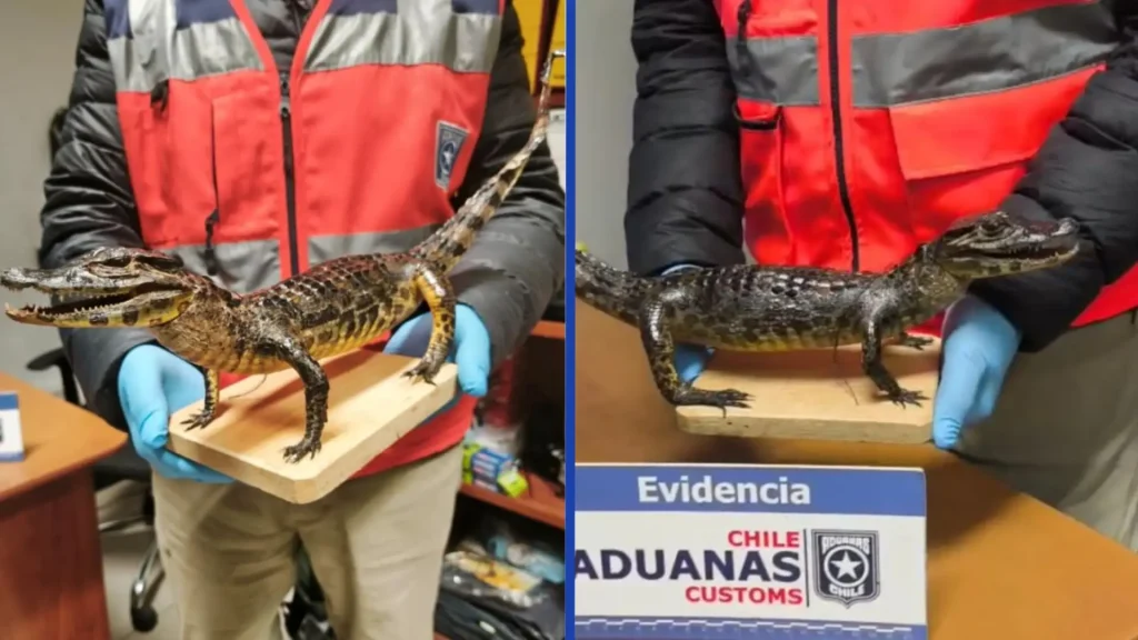 Detectan Caimán Yacaré Bebé Disecado