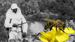 SAG Refuerza Nueva Obligación