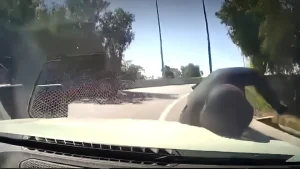 Conductor Atropella A Delincuente