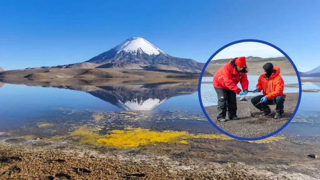 Avanza Limpieza En El Lago Chungará