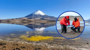 Avanza Limpieza En El Lago Chungará