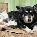 Campaña Contra El Abandono Animal Y Reforzar La Tenencia Responsable: La Muni Se La Juega Con Nuestros Hermanos Menores