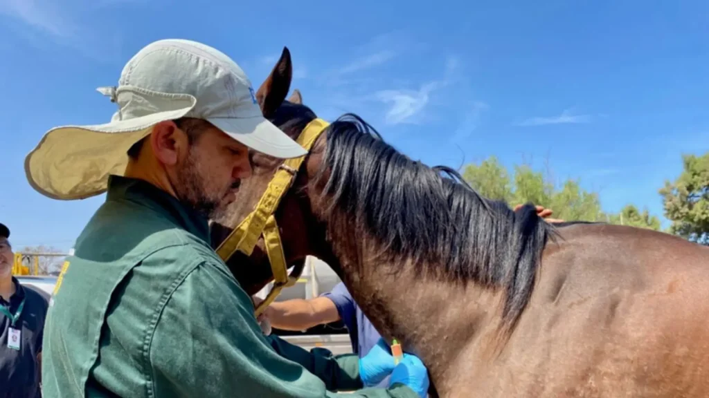 SAG Intensifica Controles Sanitarios
