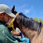 SAG Intensifica Controles Sanitarios En Caballos Del Hipódromo De Arica Ante Riesgo De Enfermedad Viral