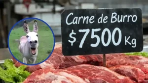 Carne De Burro