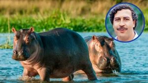Colombia Decide Sacrificar Hipopótamos