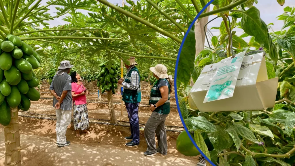 Productores De Arica Adoptan Malla Antiafidos