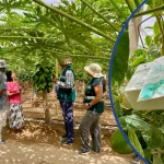 Productores De Arica Adoptan Malla Antiafidos Para Proteger Cultivos Y Acceder A Nuevos Mercados