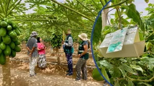 Productores De Arica Adoptan Malla Antiafidos