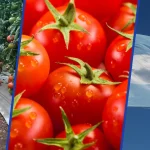 Arica Fortalece Sus Exportaciones De Tomate Con Llegadas Al Mercado Argentino