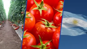 Tomates Ariqueños