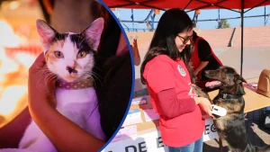 92M Para Esterilizar